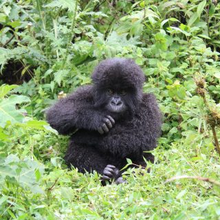4 DAYS GORILLA TREKKING IN RWANDA