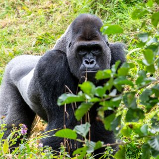3-DAY RWANDA GORILLA SAFARI