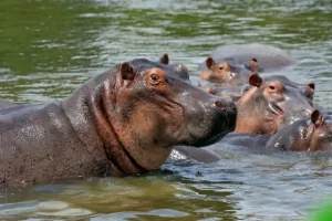 Murchison Falls National Park