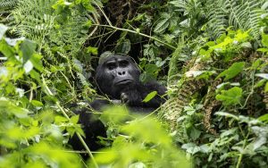 Gorilla trekking from China in Bwindi Impenetrable National Park, Uganda with Peku Adventures