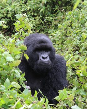 gorilla trekking in bwindi