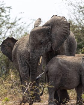 national parks in uganda