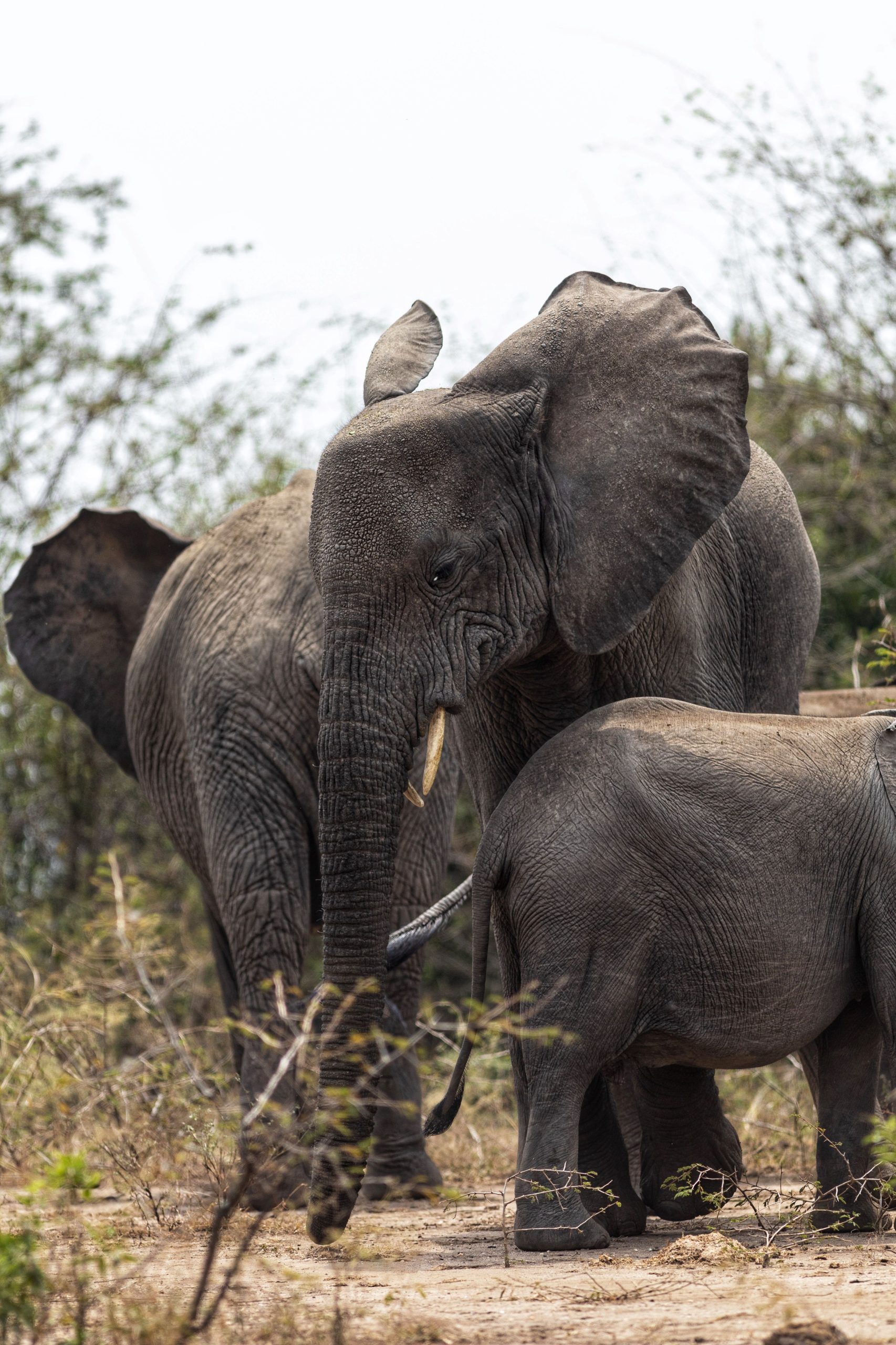 national parks in uganda