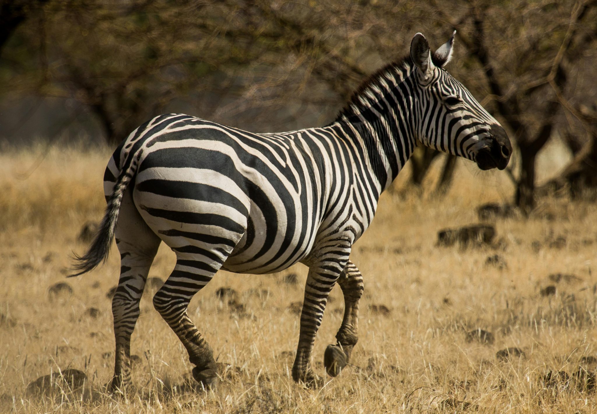 Uganda trip cost