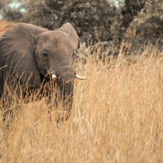 4 Days Gorilla Trekking and Wildlife Safaris