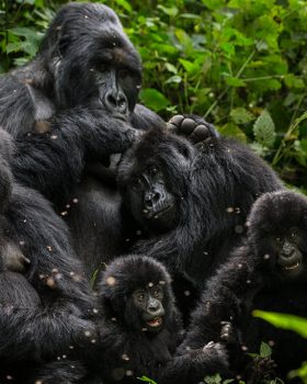 gorilla trekking experience