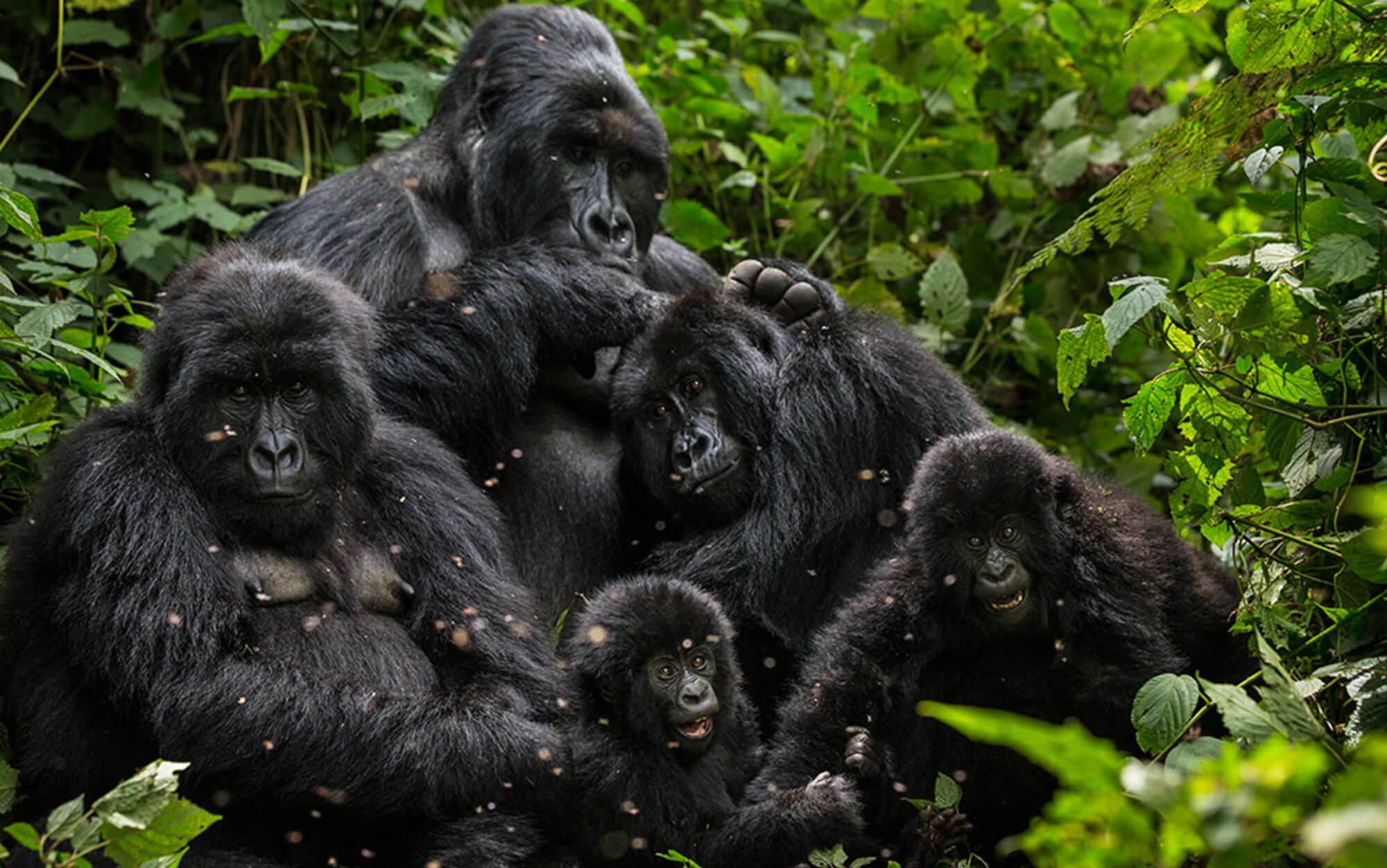 gorilla habituation experience