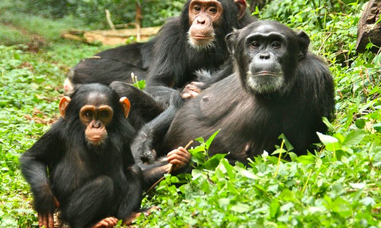 chimapazee in ngamba island
