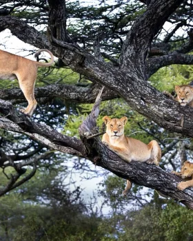 tree climbing lions