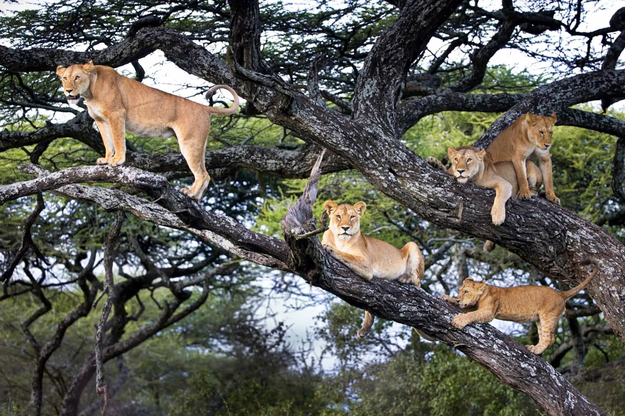 tree climbing lions