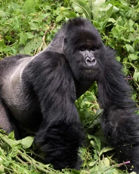 Gorilla festival, Uganda 2026 with Peku Adventures Gorilla trekking from China in Bwindi Impenetrable National Park, Uganda with Peku Adventures