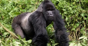 Gorilla trekking from China in Bwindi Impenetrable National Park, Uganda with Peku Adventures Gorilla trekking from China in Bwindi Impenetrable National Park, Uganda with Peku Adventures