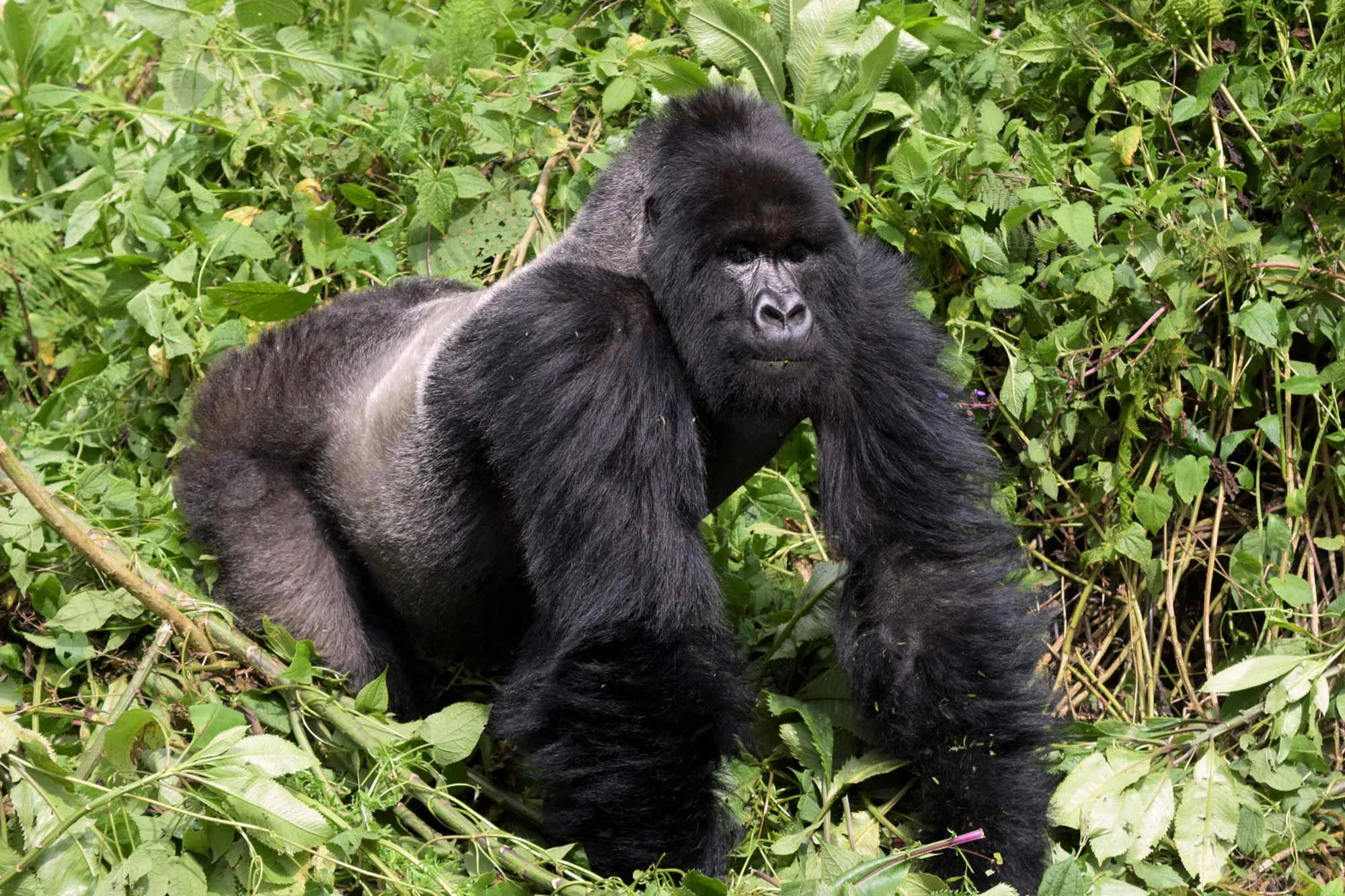 Gorilla festival, Uganda 2026 with Peku Adventures Gorilla trekking from China in Bwindi Impenetrable National Park, Uganda with Peku Adventures