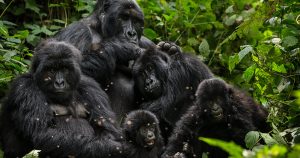 Gorilla trekking with Lena Tours